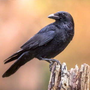 Animal Sign Crow
