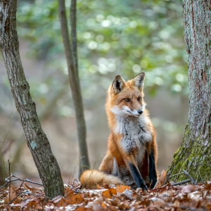 Animal Sign Fox