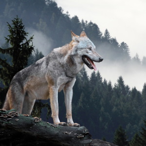 Animal Sign Wolf