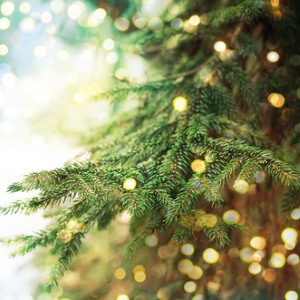 Breathing in the smell of your Christmas tree can also boost your mood.
