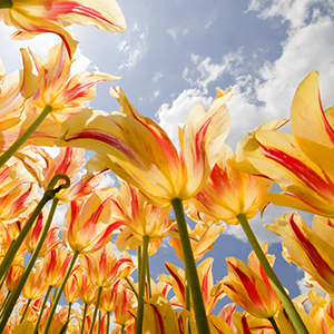 ¡Bienvenida Primavera, que activas la Voluntad de Vivir en Amor!
