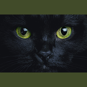 El gato negro: Es un clásico de mala suerte; a diferencia de la cultura egipcia, la cultura católica otorgó al gato negro un simbolismo negativo.
