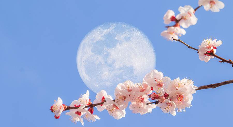 Apricot tree and moon