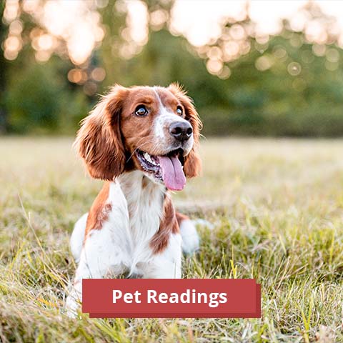 Psychic Questions Pet Readings