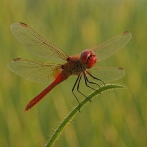 Red Dragonfly Spiritual Meaning: Messengers of Transformation & Divine Connection