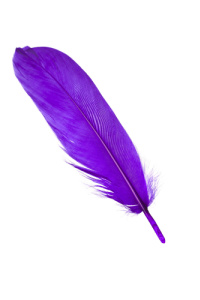 Purple Feathers