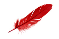 Red Feather