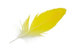 Yellow Feathers