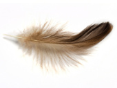 Brown Feathers