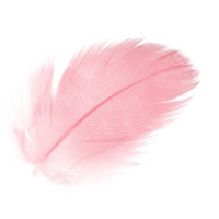 Pink Feathers