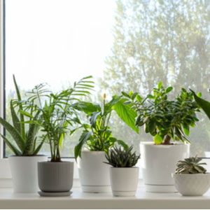 Plants have the ability to heal illness, clean the air and add beauty to the environment.

