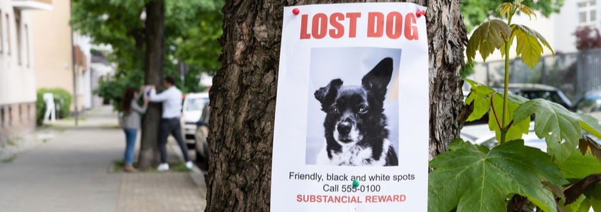 Psychometry Missing Pet