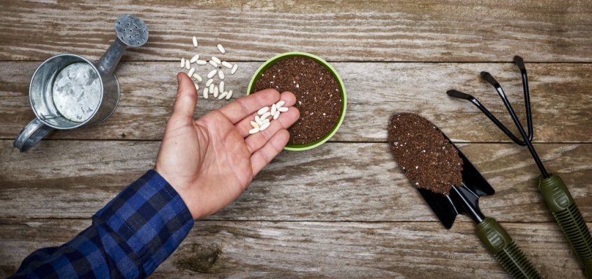 Spring Equinox Planting Seeds